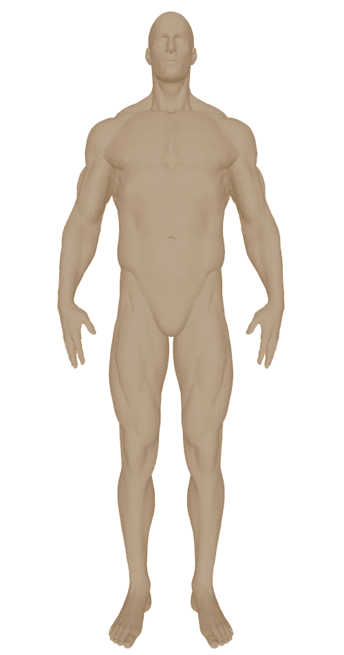human male body front view
