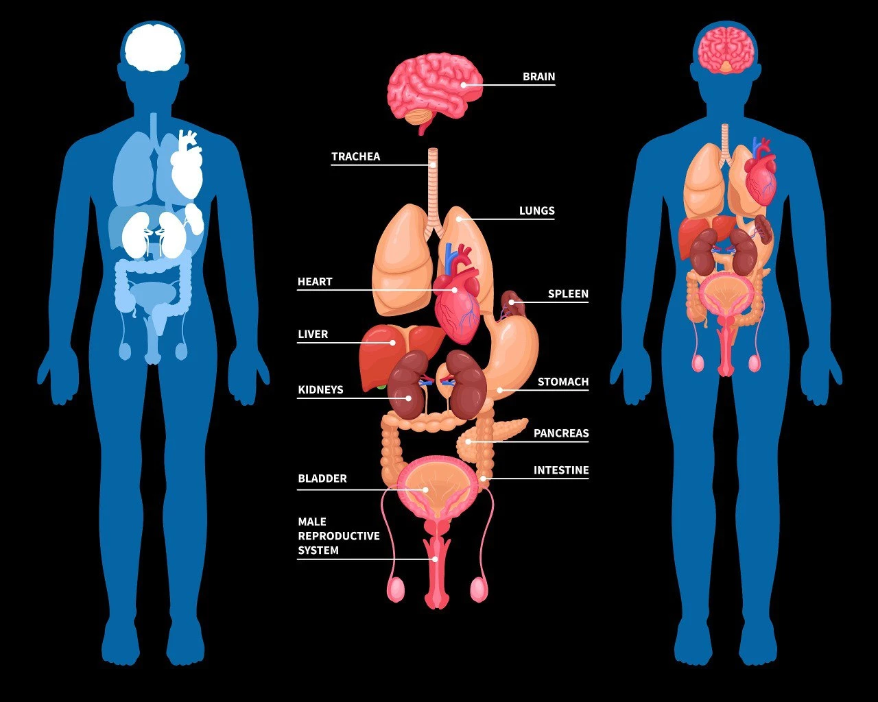 8 organs in your body you can live without! image